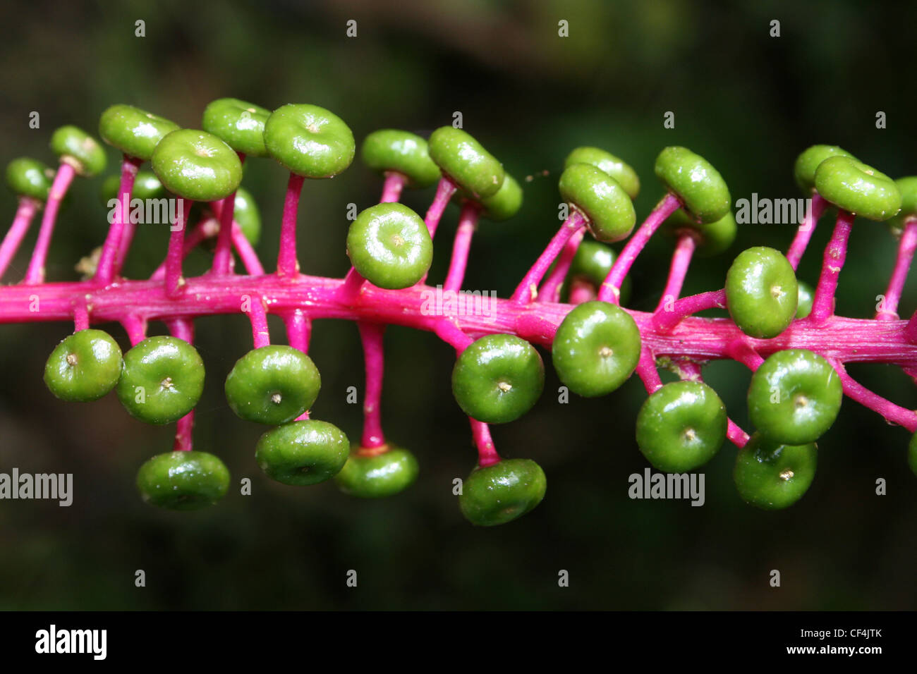 Colourful Rainforest Fruits of Venezuelan Pokeweed - Phytolacca rivinoides Stock Photo
