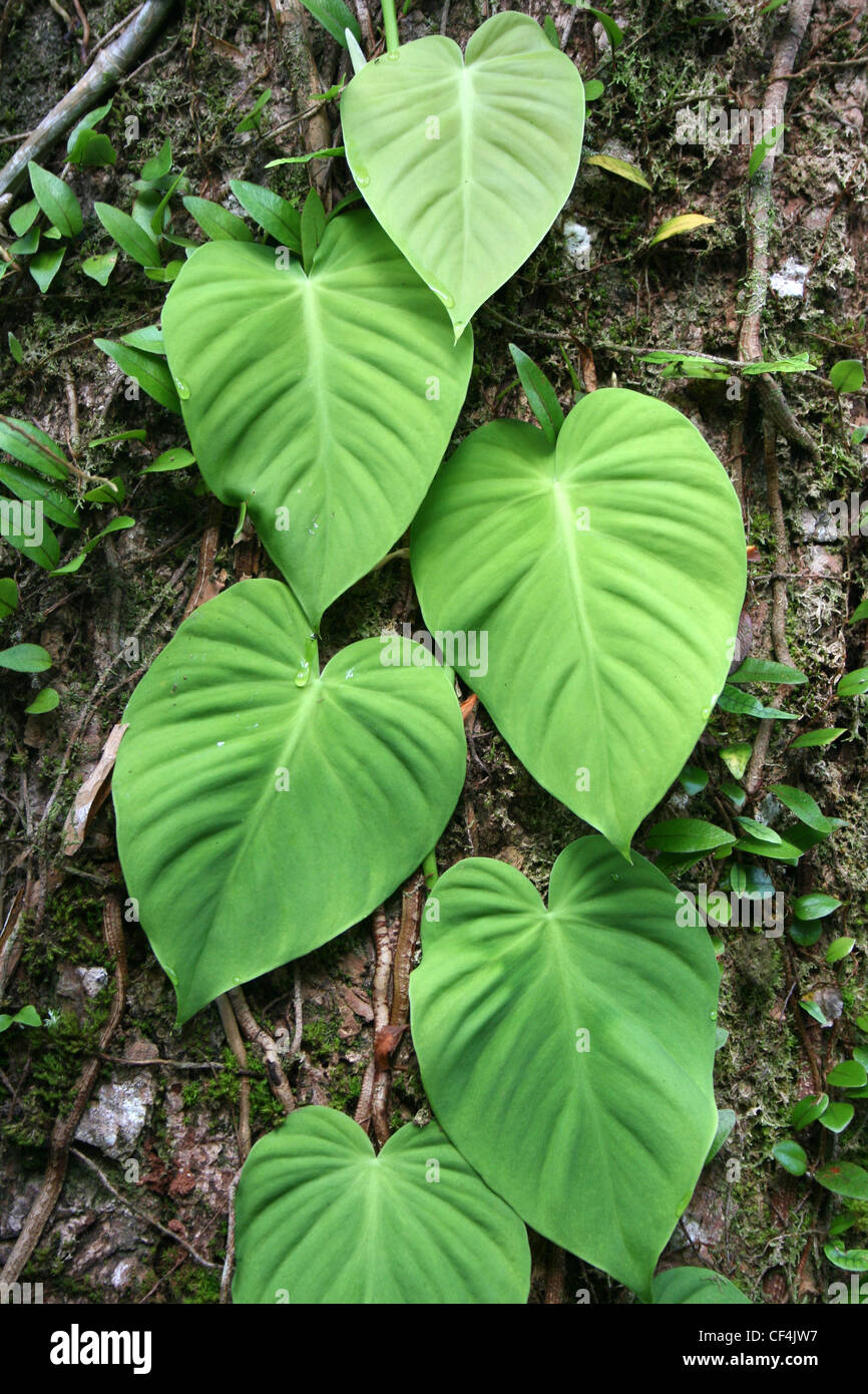 tree trunk with green leaves creeper 25063202 PNG