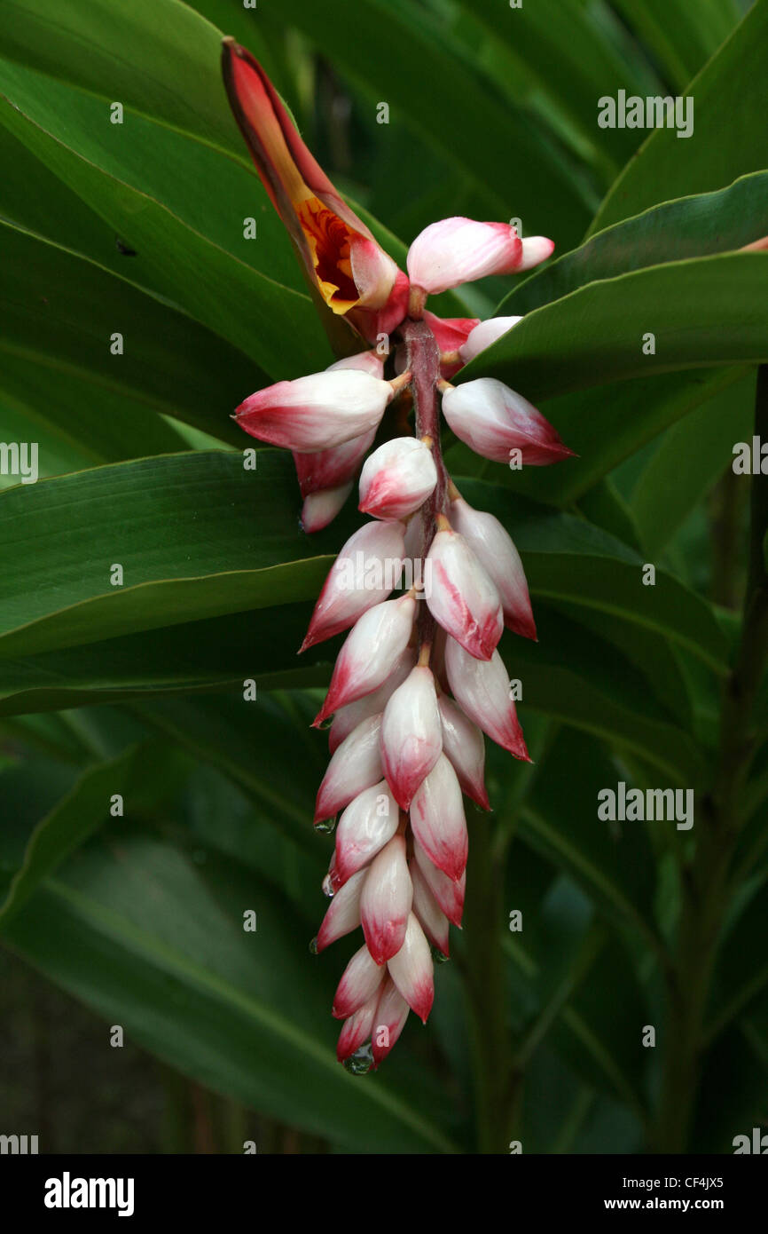 Alpinia zerumbet 'Variegated Shell Ginger' Stock Photo