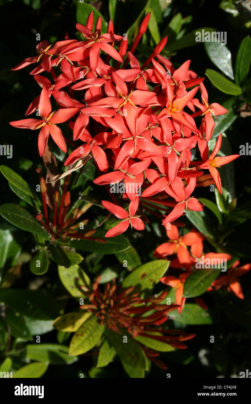 Ixora coccinea (or Jungle Geranium, Flame of the Woods, and Jungle Flame) Stock Photo