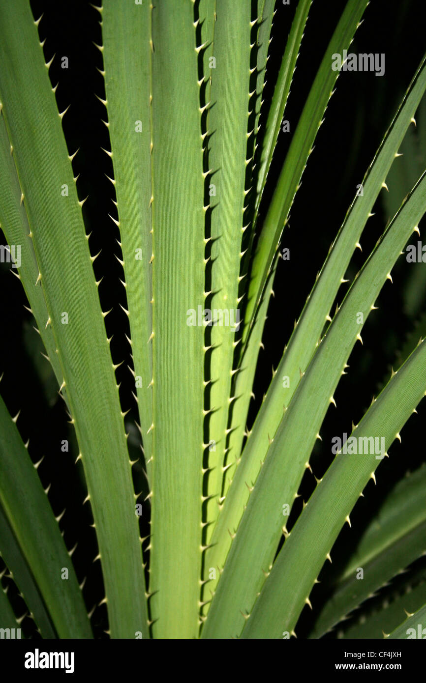 Razor-sharp Spiny Leaves Stock Photo