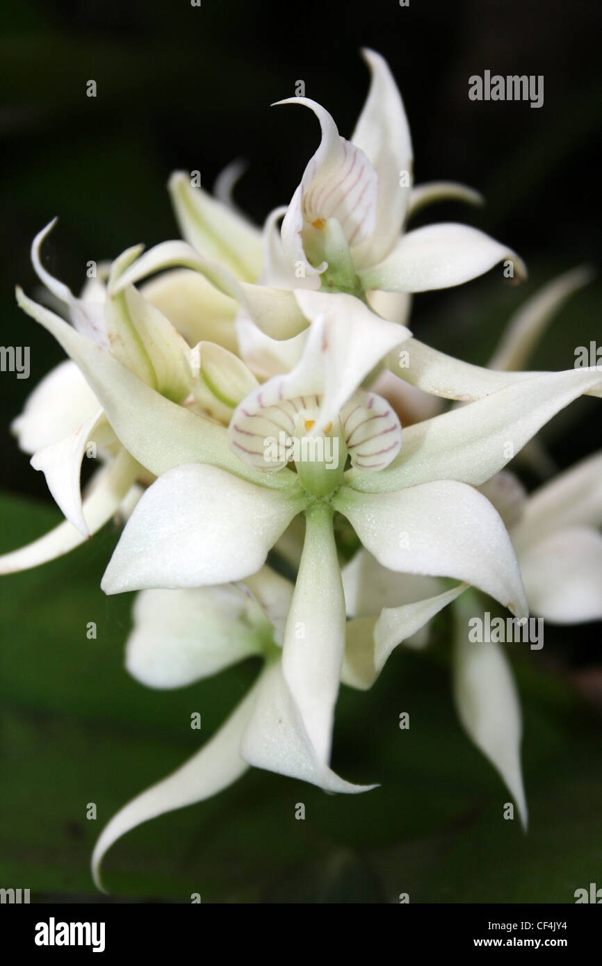 Butterfly Orchid - Encyclia fragrans Stock Photo