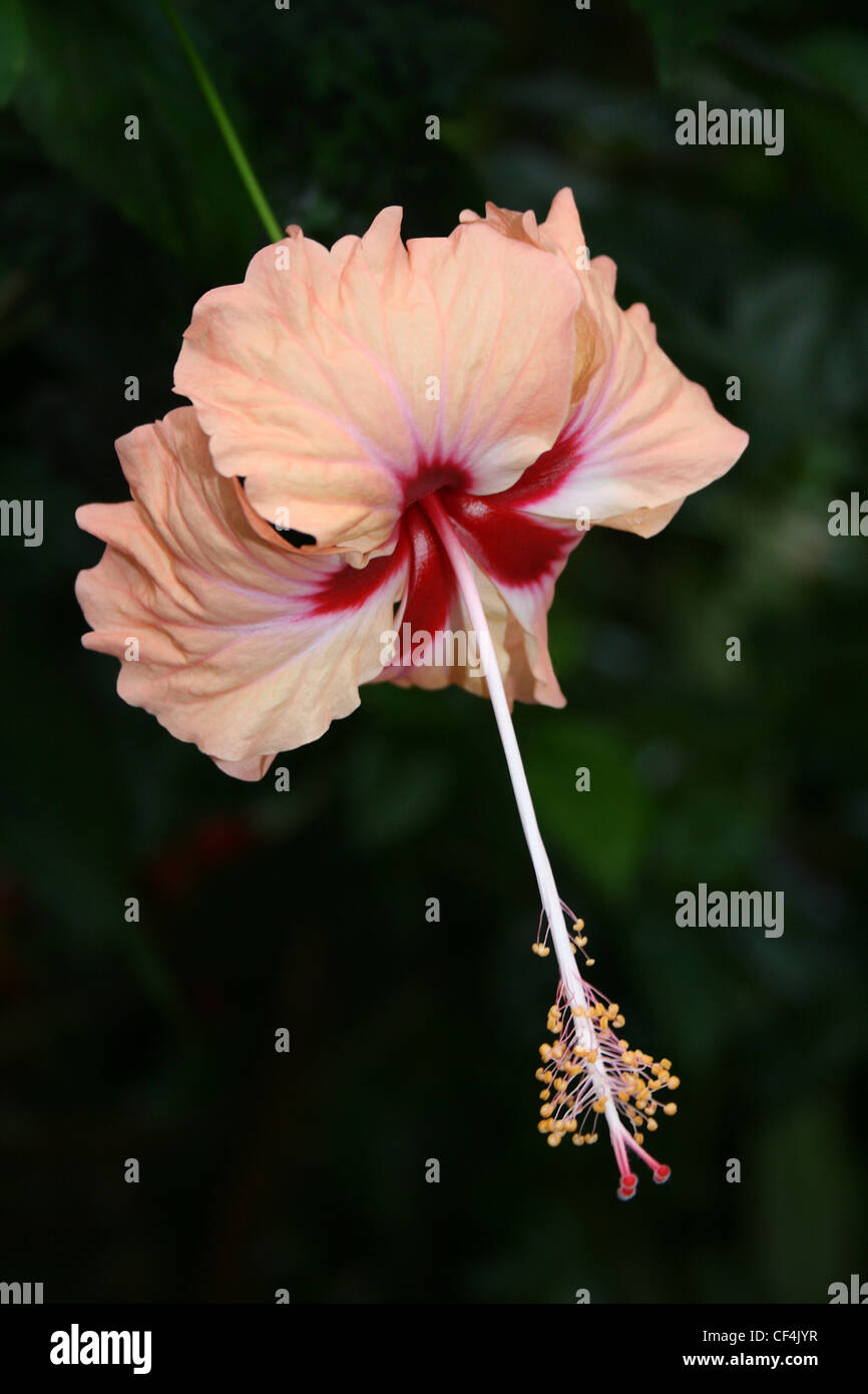 Peach Coloured Hibiscus Flower In Costa Rica Stock Photo