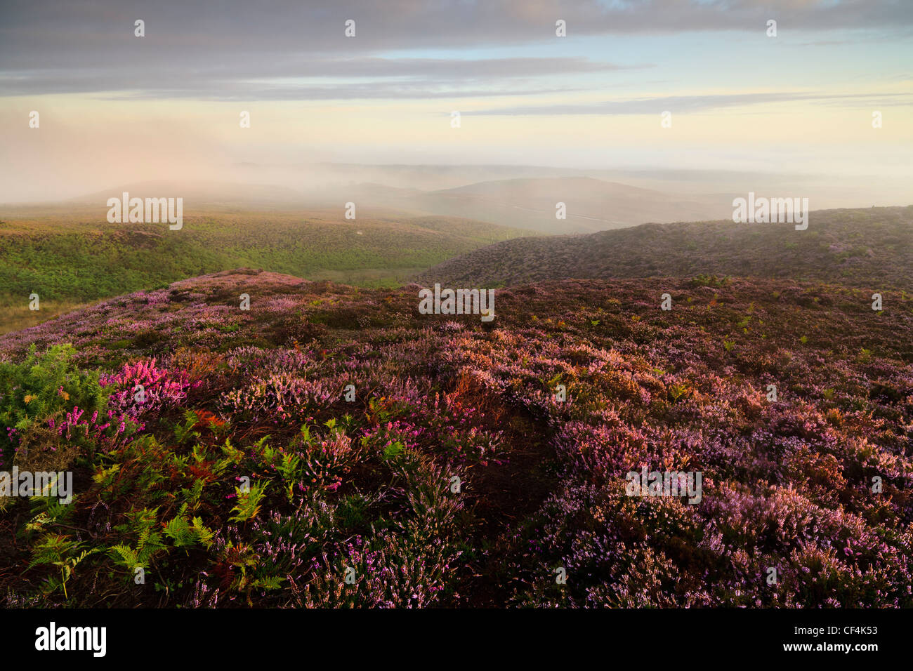 A misty summer morning on Godlingston Heath, a large lowland heath near Studland. Stock Photo