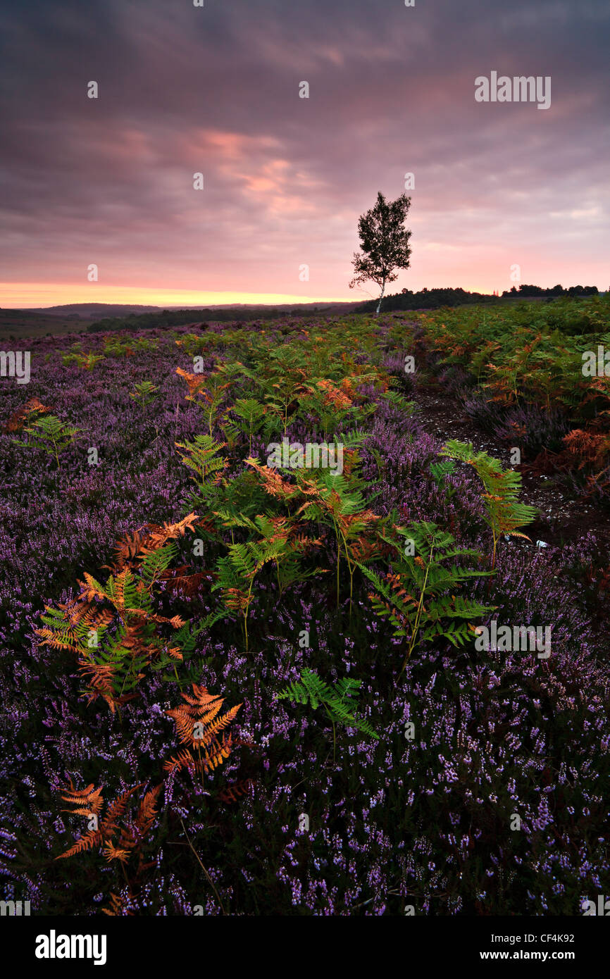 Heather and ferns on Rockford Common in the New Forest at dawn. Stock Photo