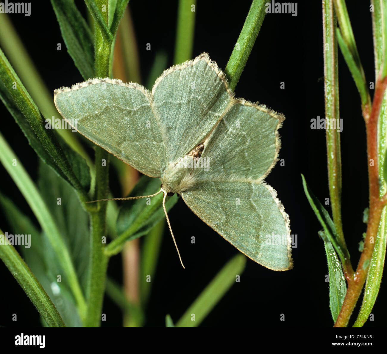 Common emerald moth (Hemithea aestivaria) Stock Photo