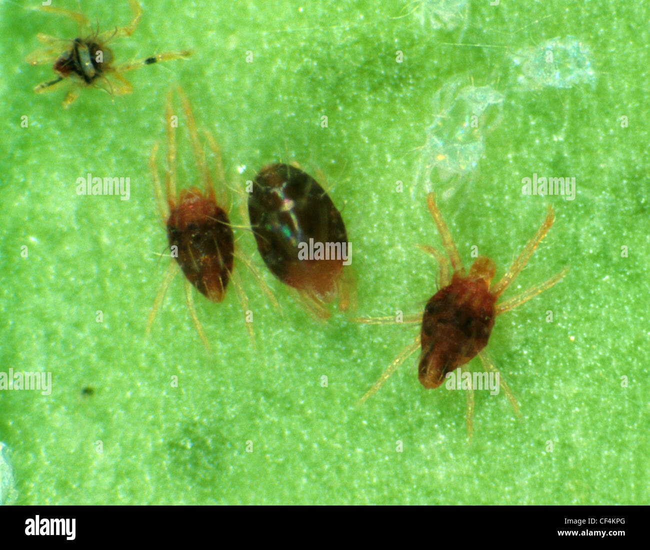 Citrus red spider mite (Panonychus citri) male and female mites on citrus leaf surface Stock Photo