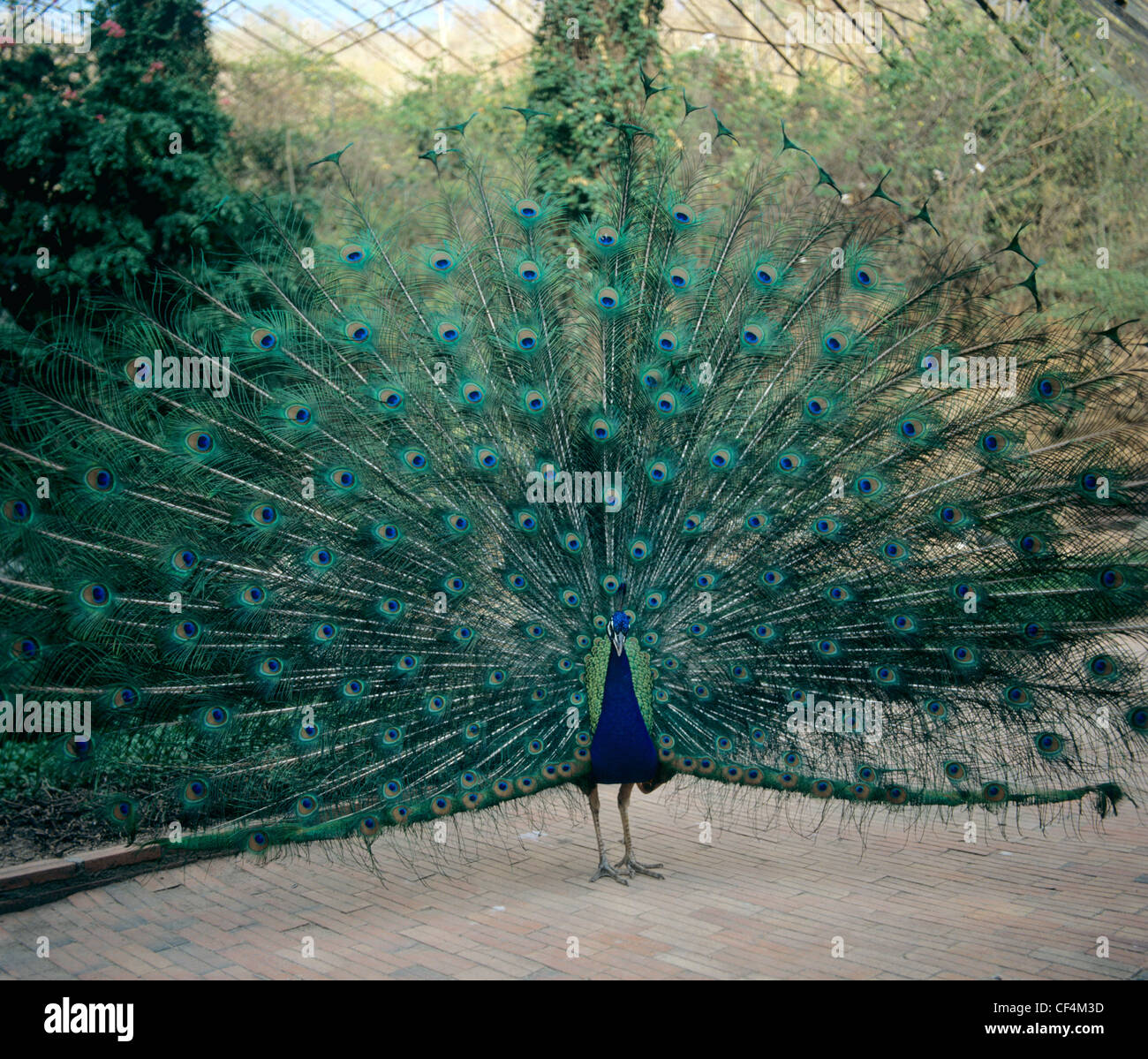 Male Indian peafowl (Pavo cristatus) displaying his tail during courtship Stock Photo