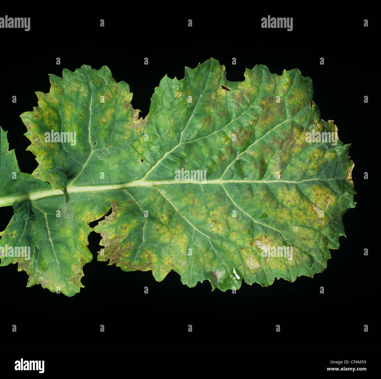 Brassica Yellows Virus