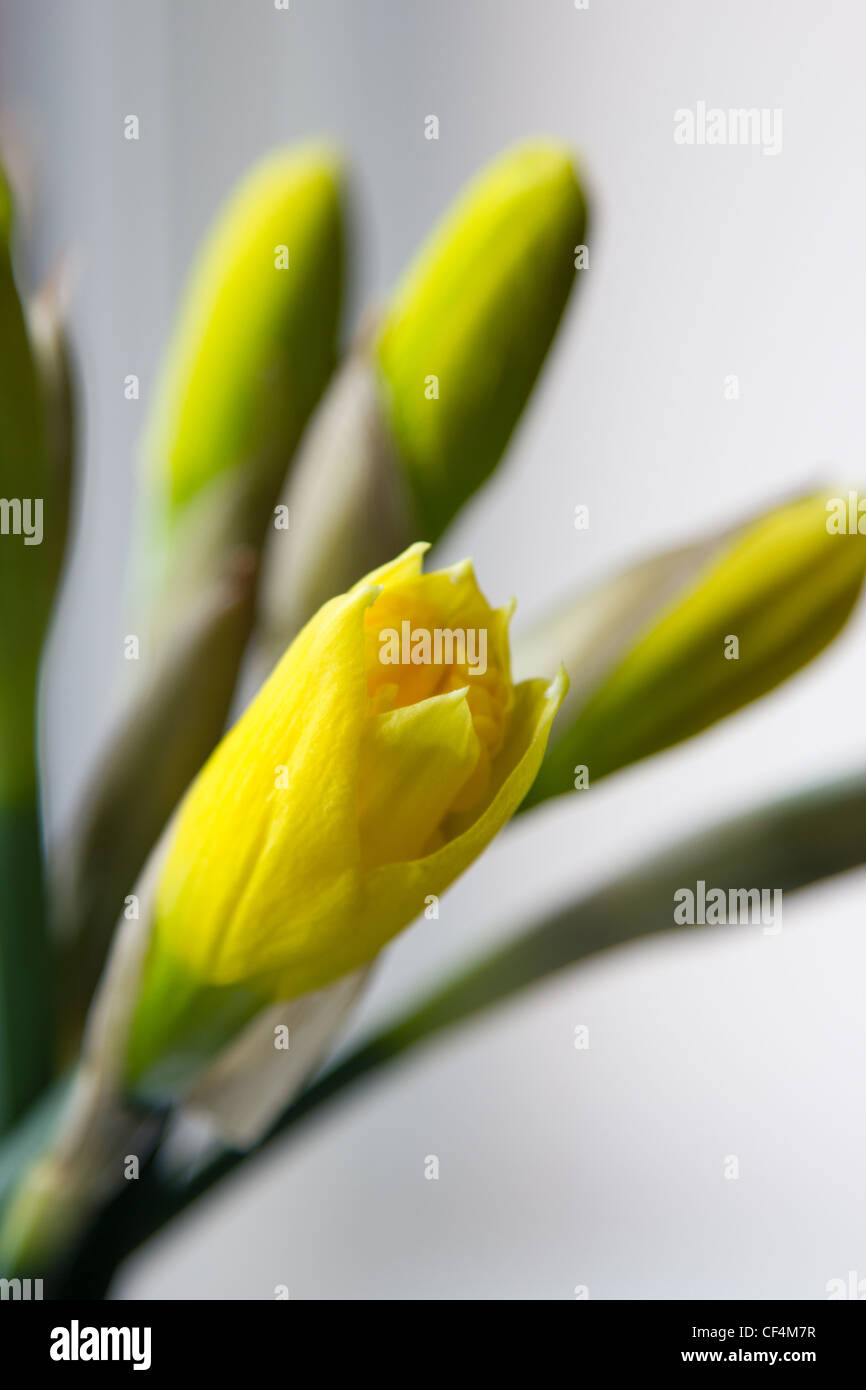 Daffodil buds Stock Photo Alamy