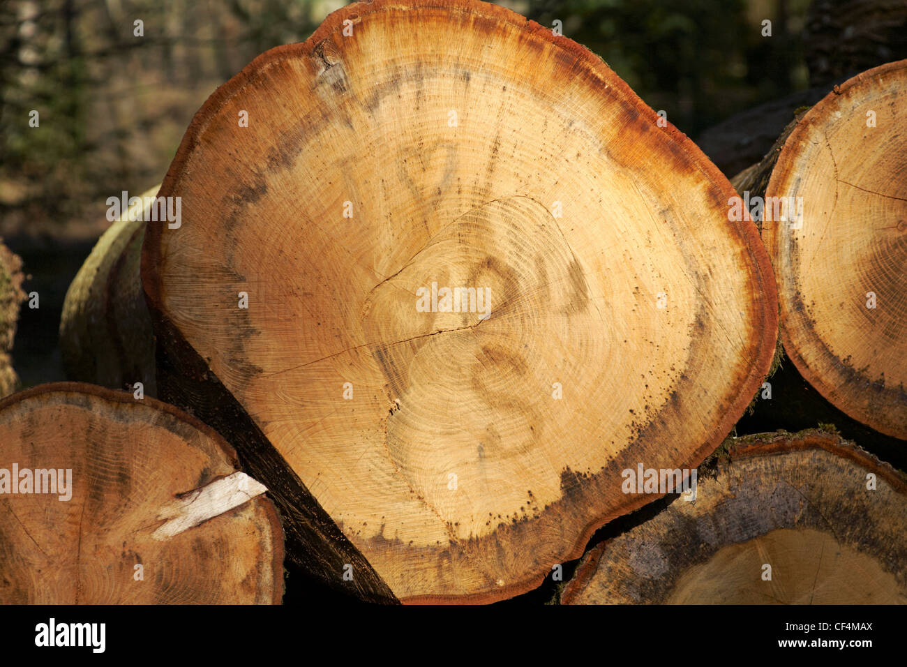 I love you S with heart marked on cut down tree showing tree rings Stock Photo