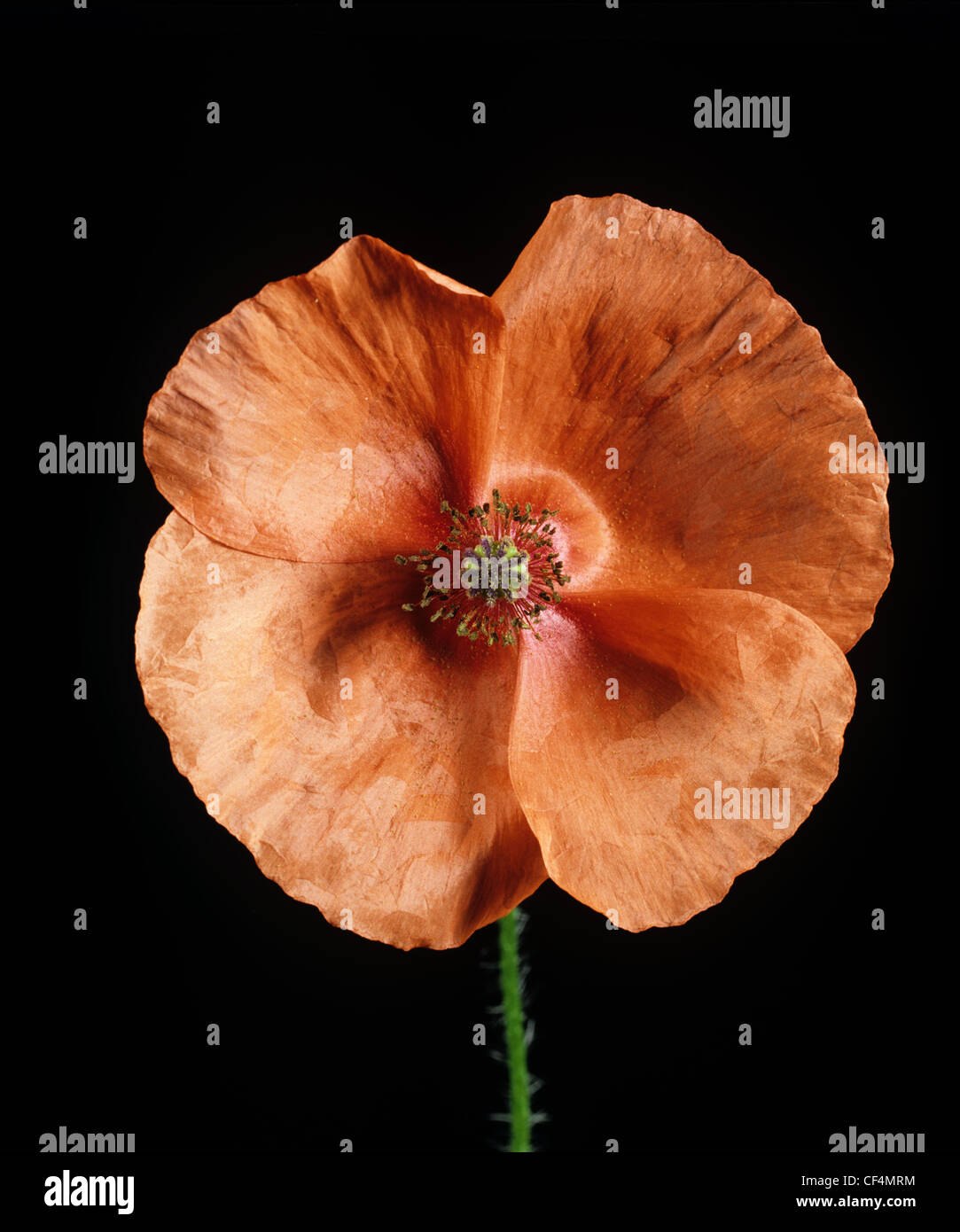 Long-headed poppy (Papaver dubium) poppy flower against a black background Stock Photo