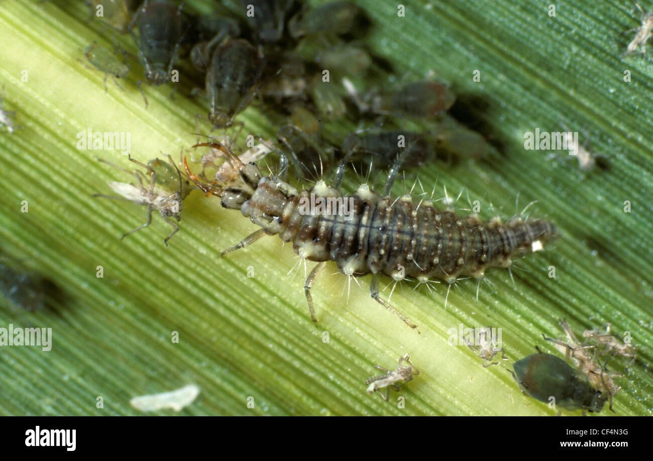 Common green lacewing (Chrysoperla carnea) larva attacking attacking aphids on a maize leaf Stock Photo