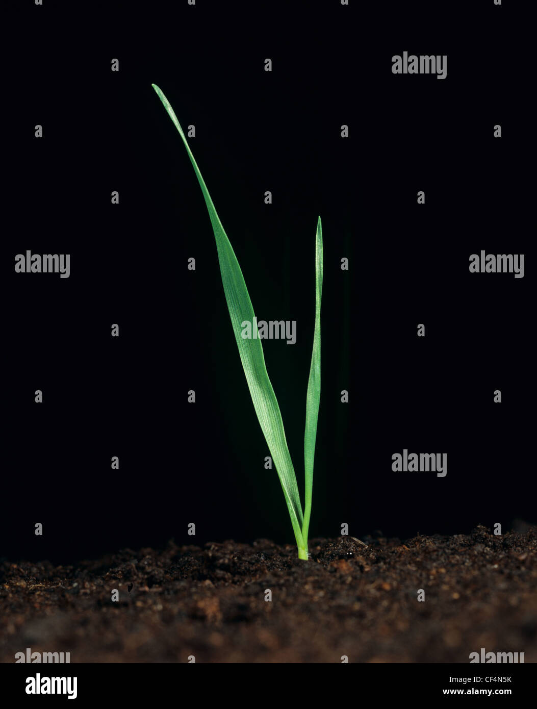 Wheat seedling plant at growth stage 11 black background Stock Photo