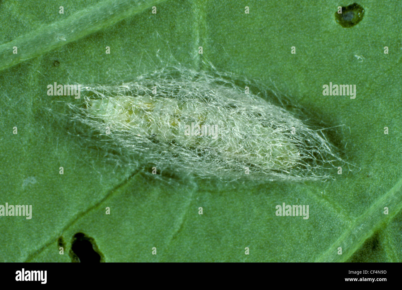 Diamondback moth (Plutella xylostella) cocoon on a cabbage leaf Stock Photo
