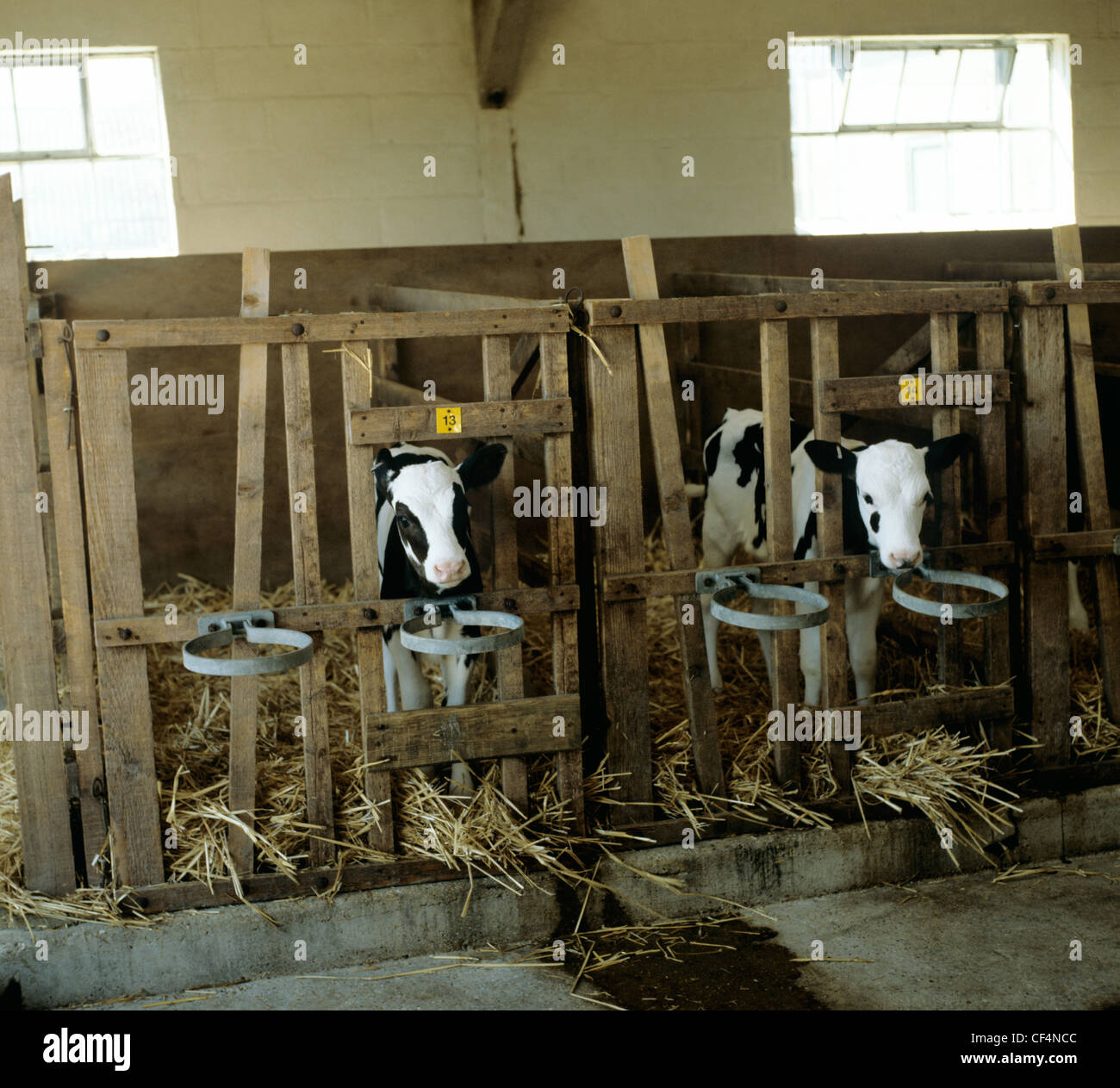 Two young Friesian Holstein calves in stalls in dairy house Stock Photo