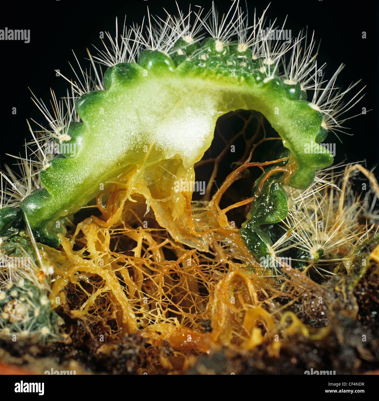 Bacterial soft rot (Erwinia caratovora) diseased cactus shown in sectioned plant Stock Photo
