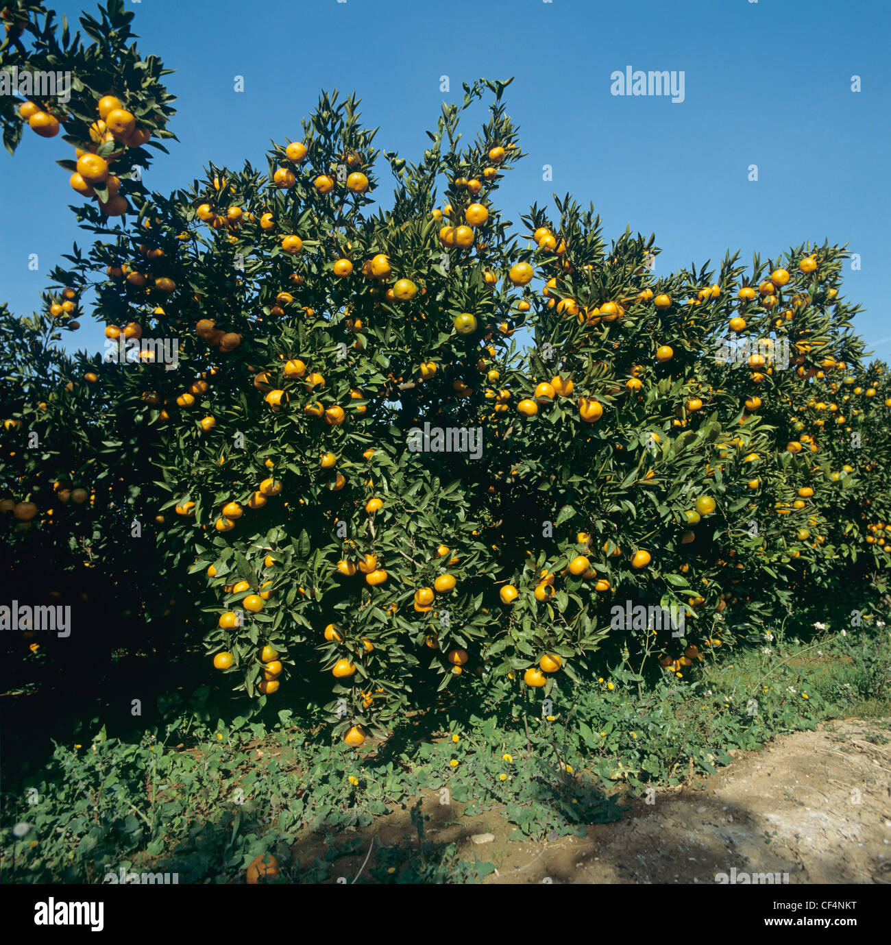 Clementine trees in full fruit on a fine winter day near Valencia, Spain Stock Photo