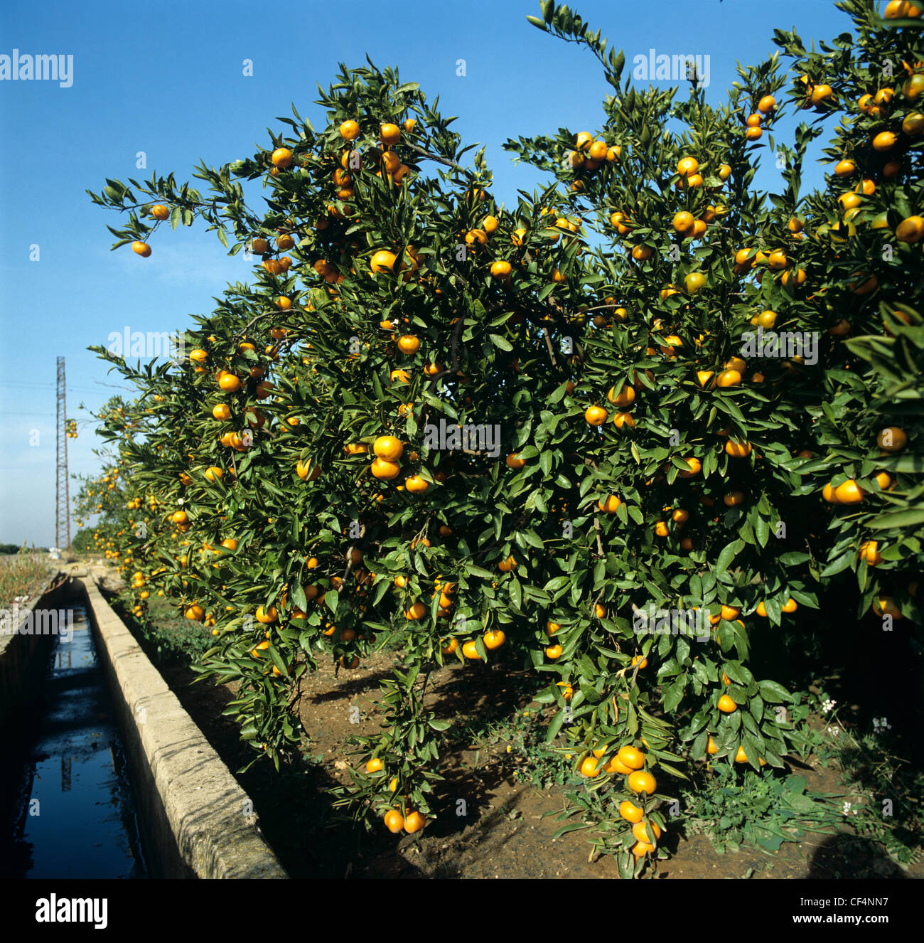 Clementines ripe on the trees beside an irrigation canal near Valencia, Spain Stock Photo