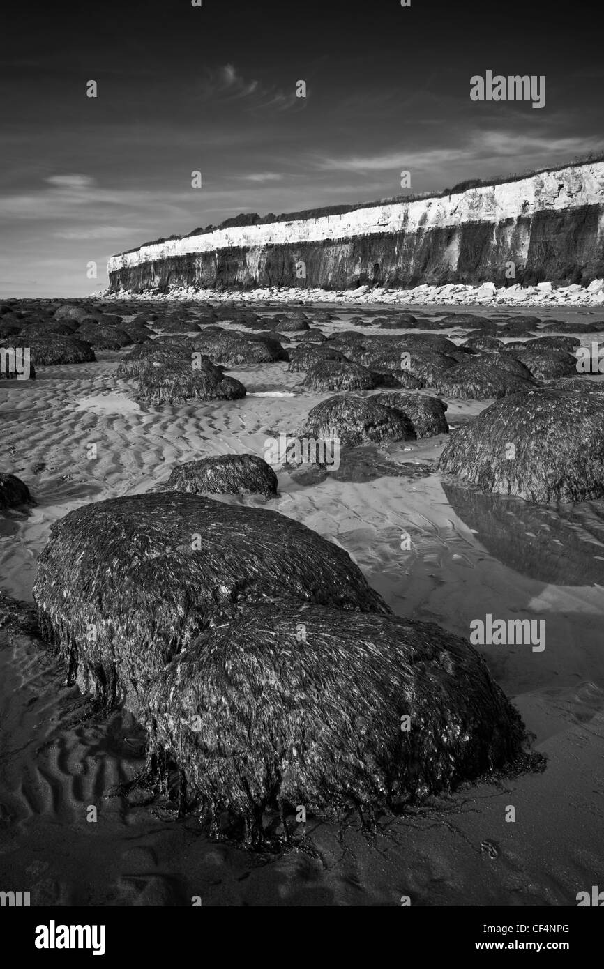 Seaweed covered mound on Hunstanton beach by its stratified, fossiliferous cliffs. Stock Photo