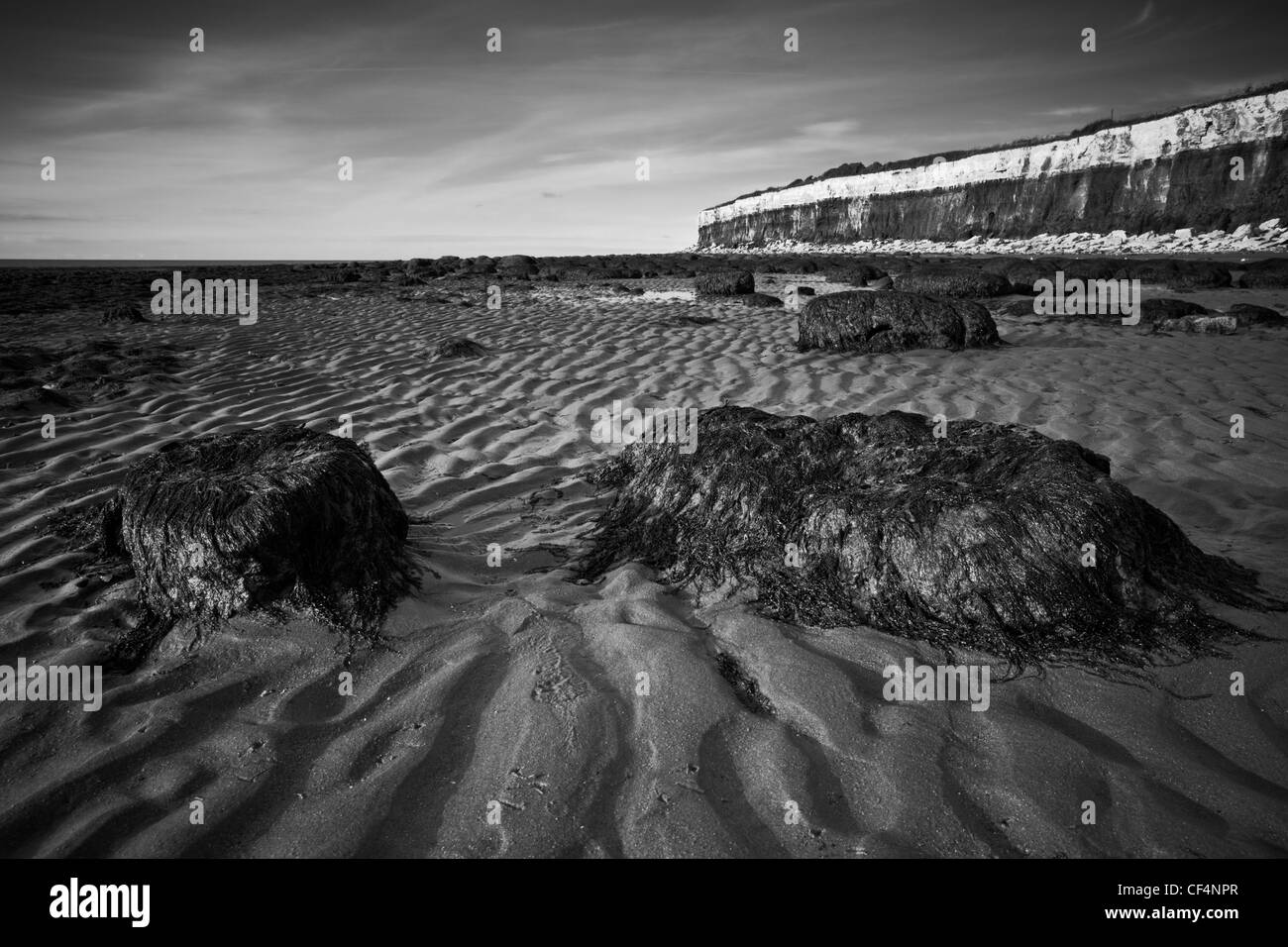 Seaweed covered mounds on Hunstanton beach by its stratified, fossiliferous cliffs. Stock Photo