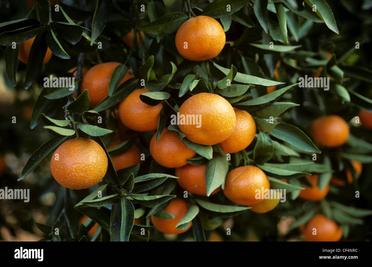 Clementine (Citrus reticulata) fruit on the trees near Valencia, Spain Stock Photo