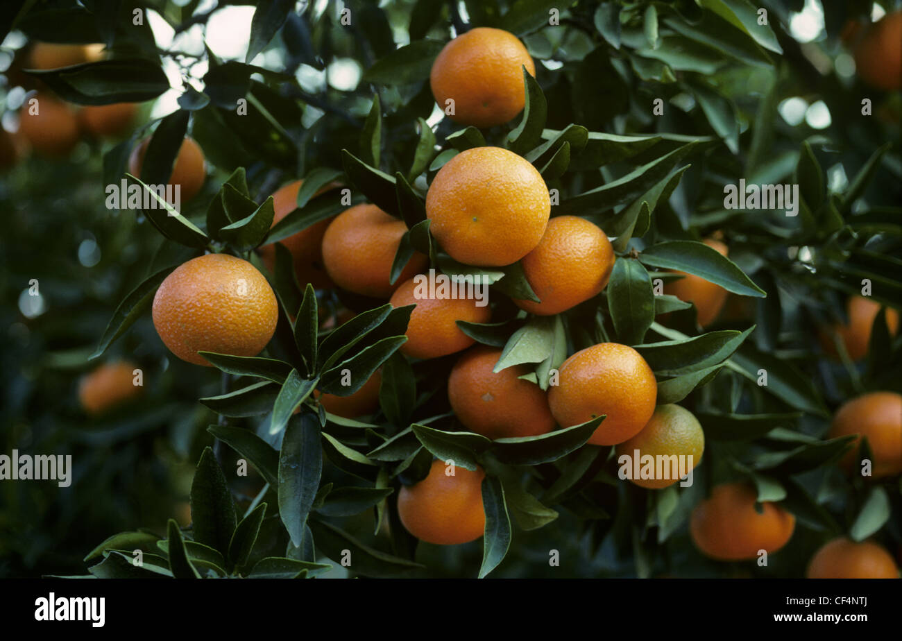 Clementine (Citrus reticulata) fruit on the trees near Valencia, Spain Stock Photo