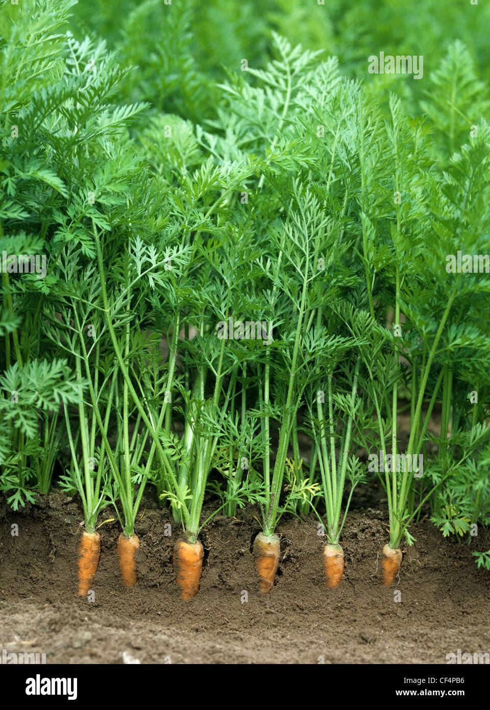Mature carrots in ground with tap roots exposed Stock Photo