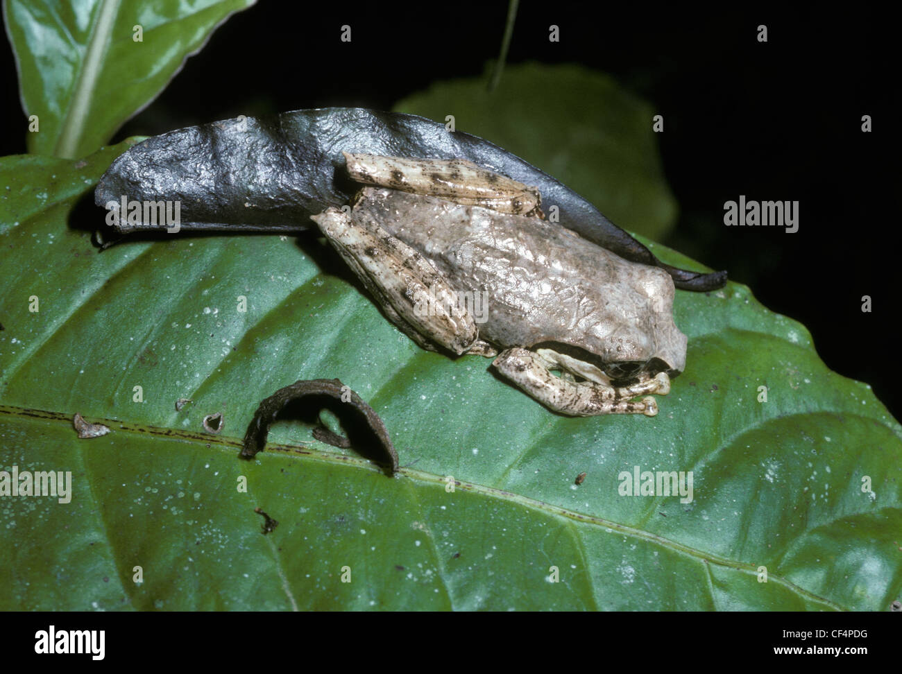 Tree frog (Boophis reticulatus) cryptic daytime resting pose in rainforest, Madagascar. 2006 IUCN Red List of Threatened Species Stock Photo