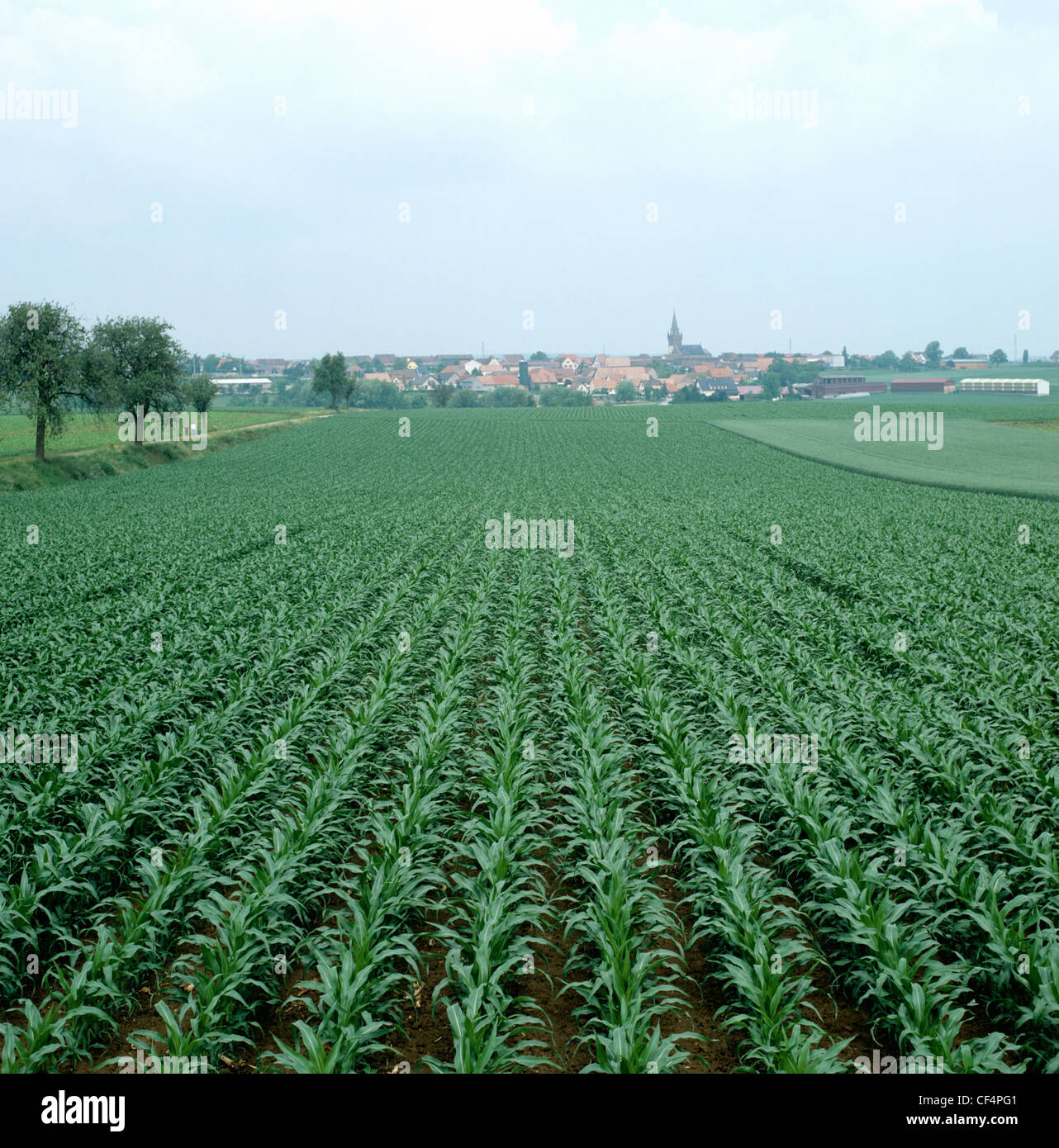 View of even young healthy maize crop with a small town behind in Alsace, France Stock Photo