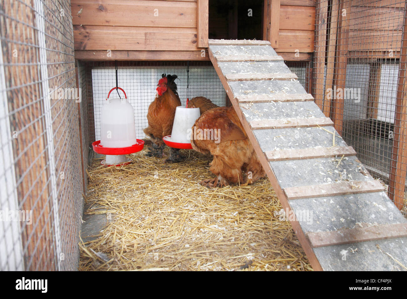 Chicken coop hires stock photography and images Alamy