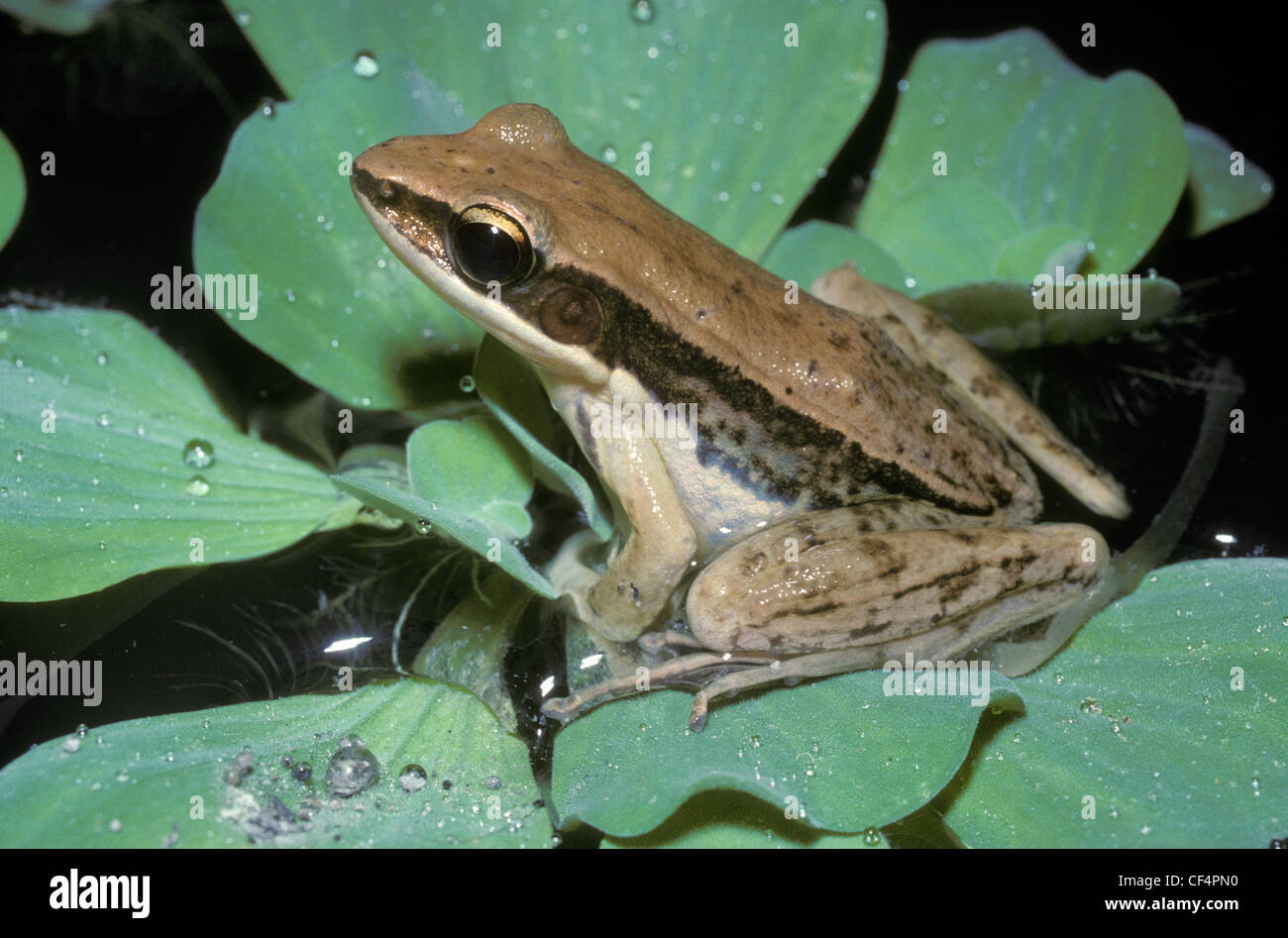 Green paddy frog, red-eared frog or leaf frog (Hylarana (Rana) erythraea: Ranidae) at night in rainforest, Thailand Stock Photo