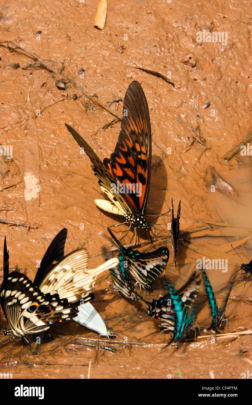 Swallowtails puddling,  (Papilio antimachus), P. dardanus, P. menestheus and Graphium policines, in rainforest, Ghana. Stock Photo