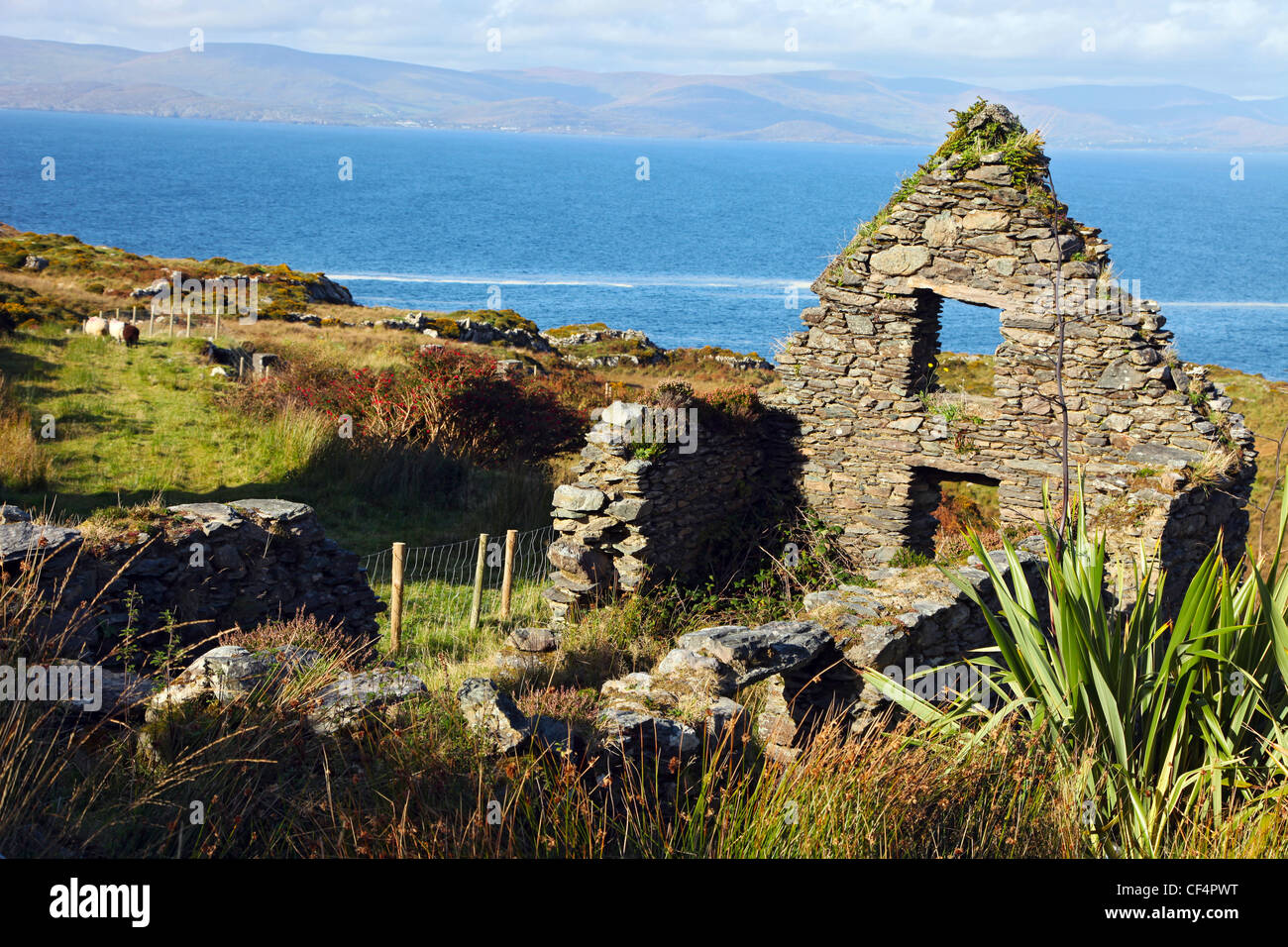 A ruined stone cottage on the Beara Peninsula on the south-west coast of Ireland. Stock Photo