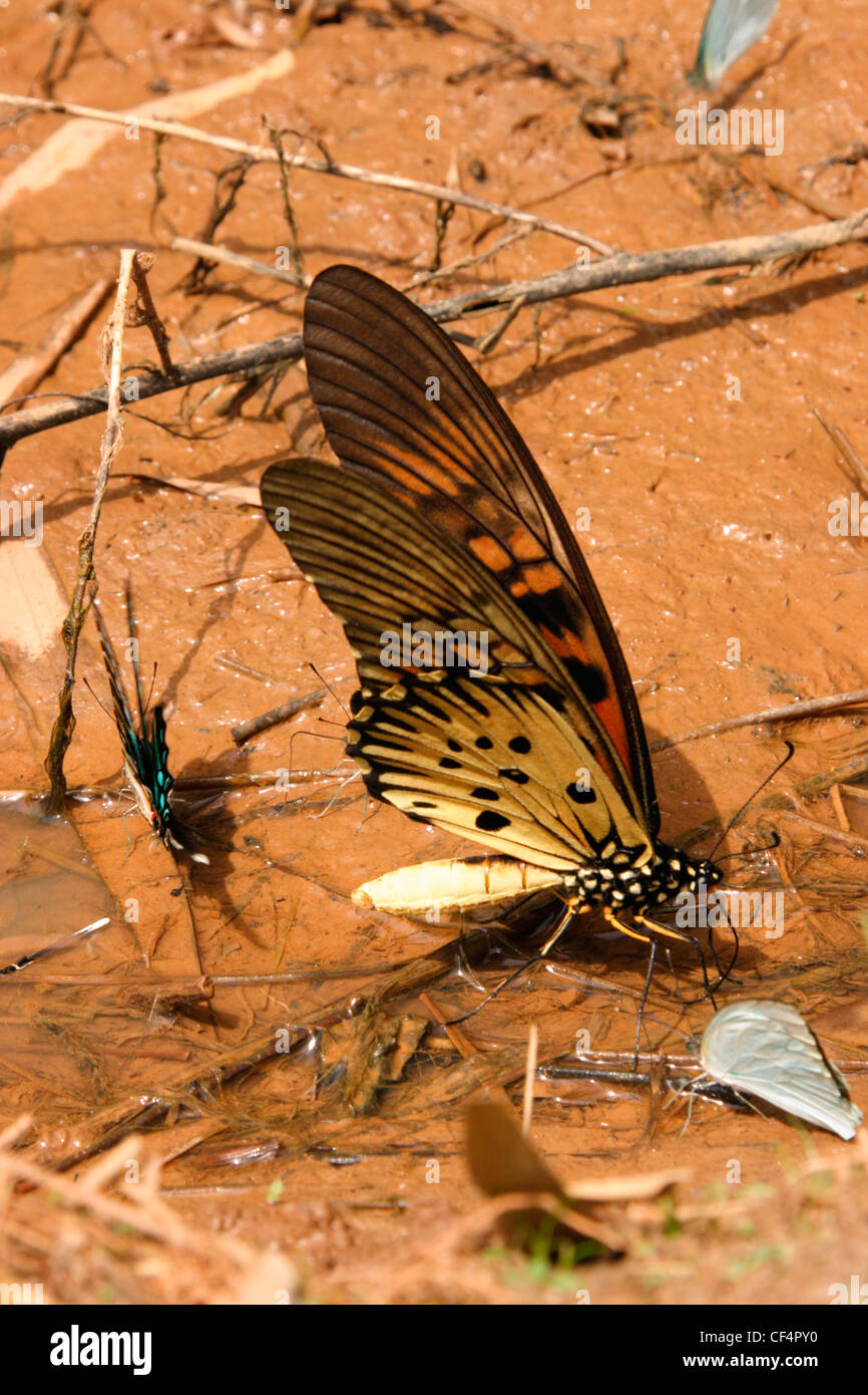 Giant swallowtail butterfly male (Papilio antimachus) puddling on damp ground in rainforest, Ghana. Stock Photo