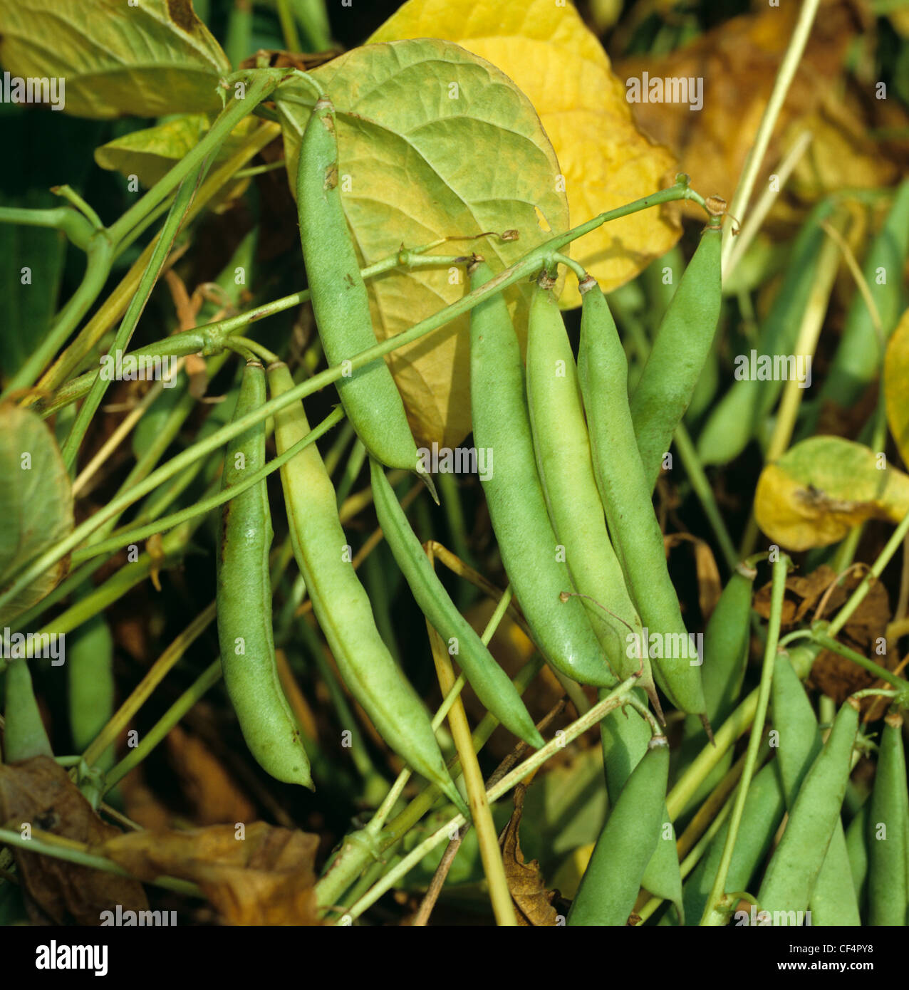 Navy or haricot bean pods variety Albion (Phaseolus vulgaris) Stock Photo