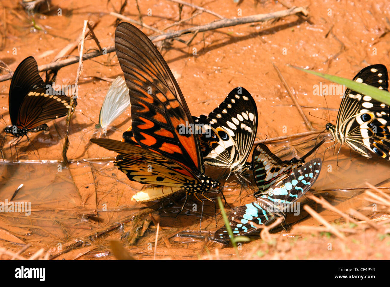 Giant swallowtail butterfly male (Papilio antimachus) drinking from a rainforest puddle alongside other swallowtails, Ghana. Stock Photo