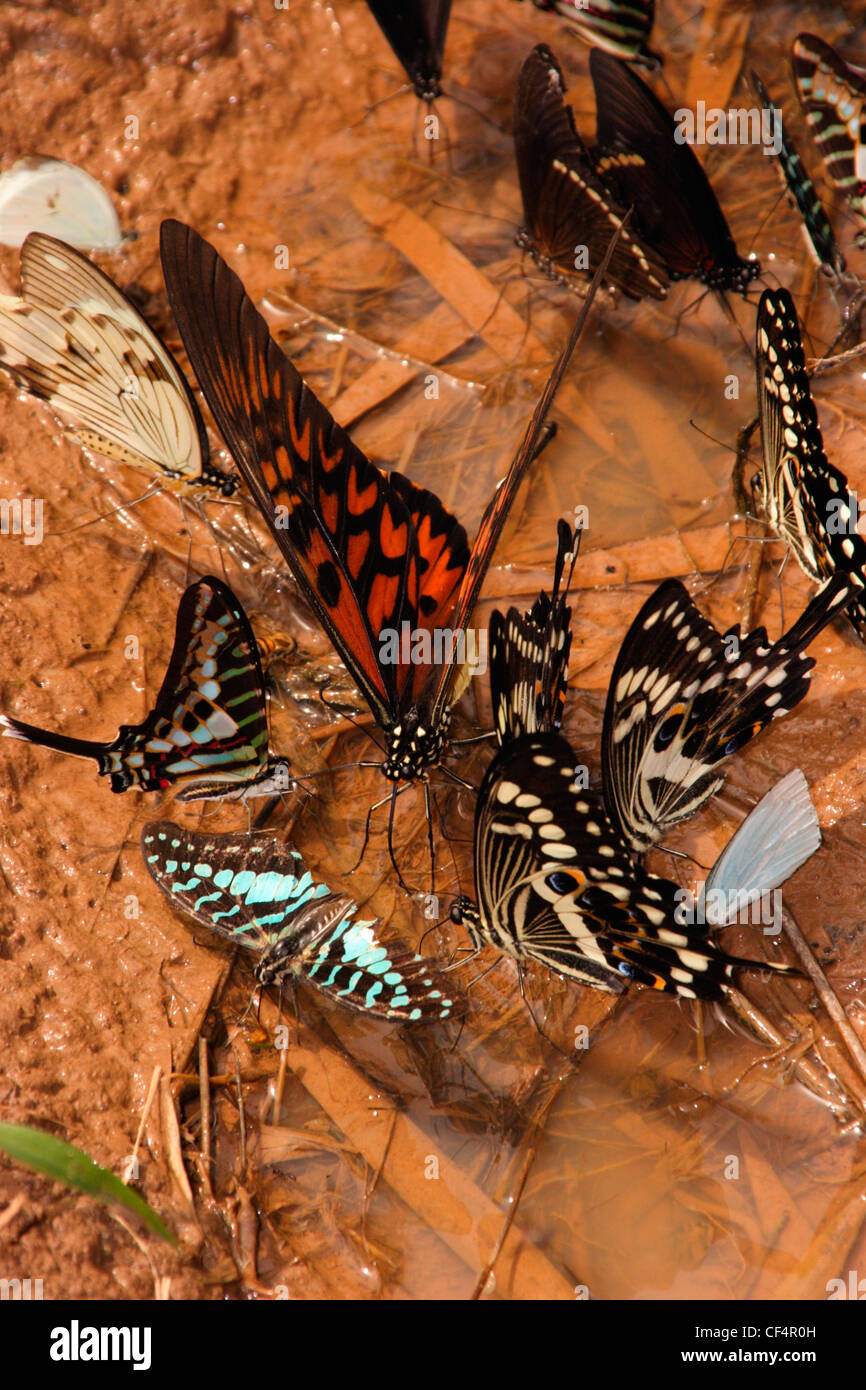Giant swallowtail butterfly male (Papilio antimachus) drinking from a rainforest puddle alongside other swallowtails, Ghana. Stock Photo