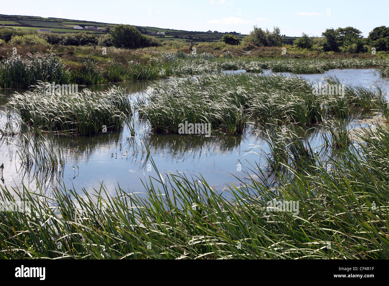 Wetlands viewed from The Dingle Wildlife and Seal Sanctuary, home to native and visiting seabirds, waders and swans. Stock Photo