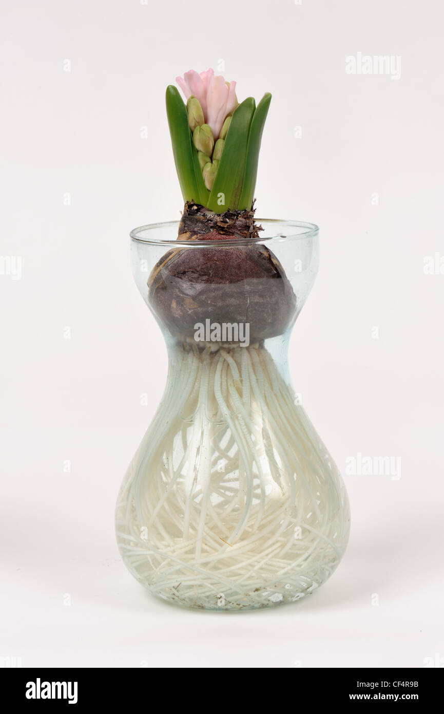 Common Hyacinth (Hyacinthus orientalis) bulb, flower bud, emerging, and roots (series) Stock Photo