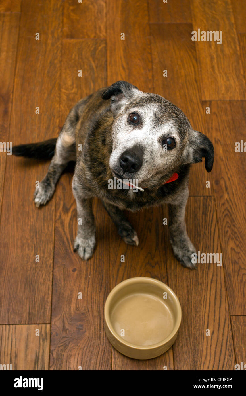 A dog sitting by an empty bowl waiting for food Stock Photo - Alamy