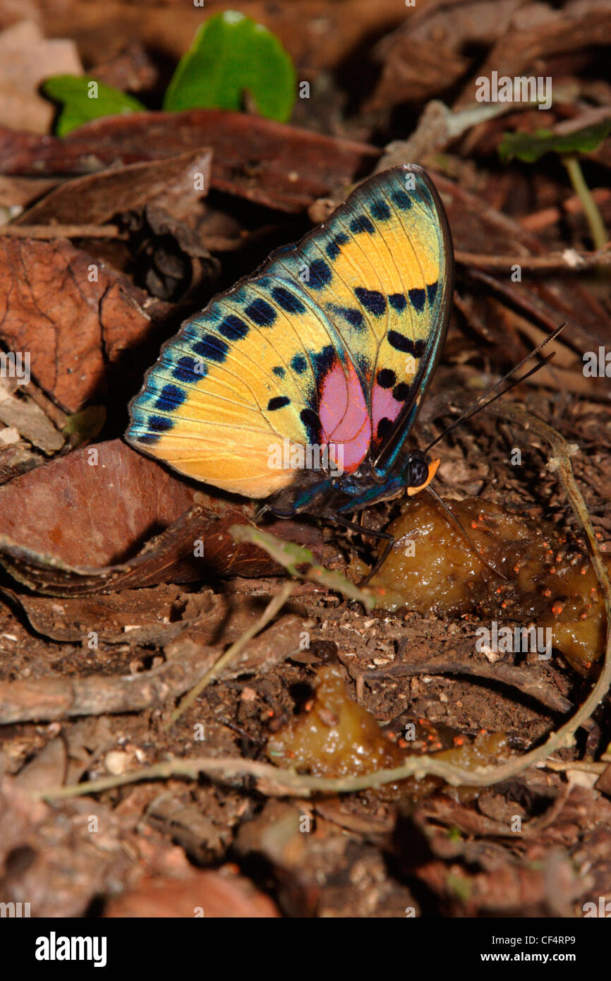 Themis Forester Butterfly (Euphaedra Nymphalidae