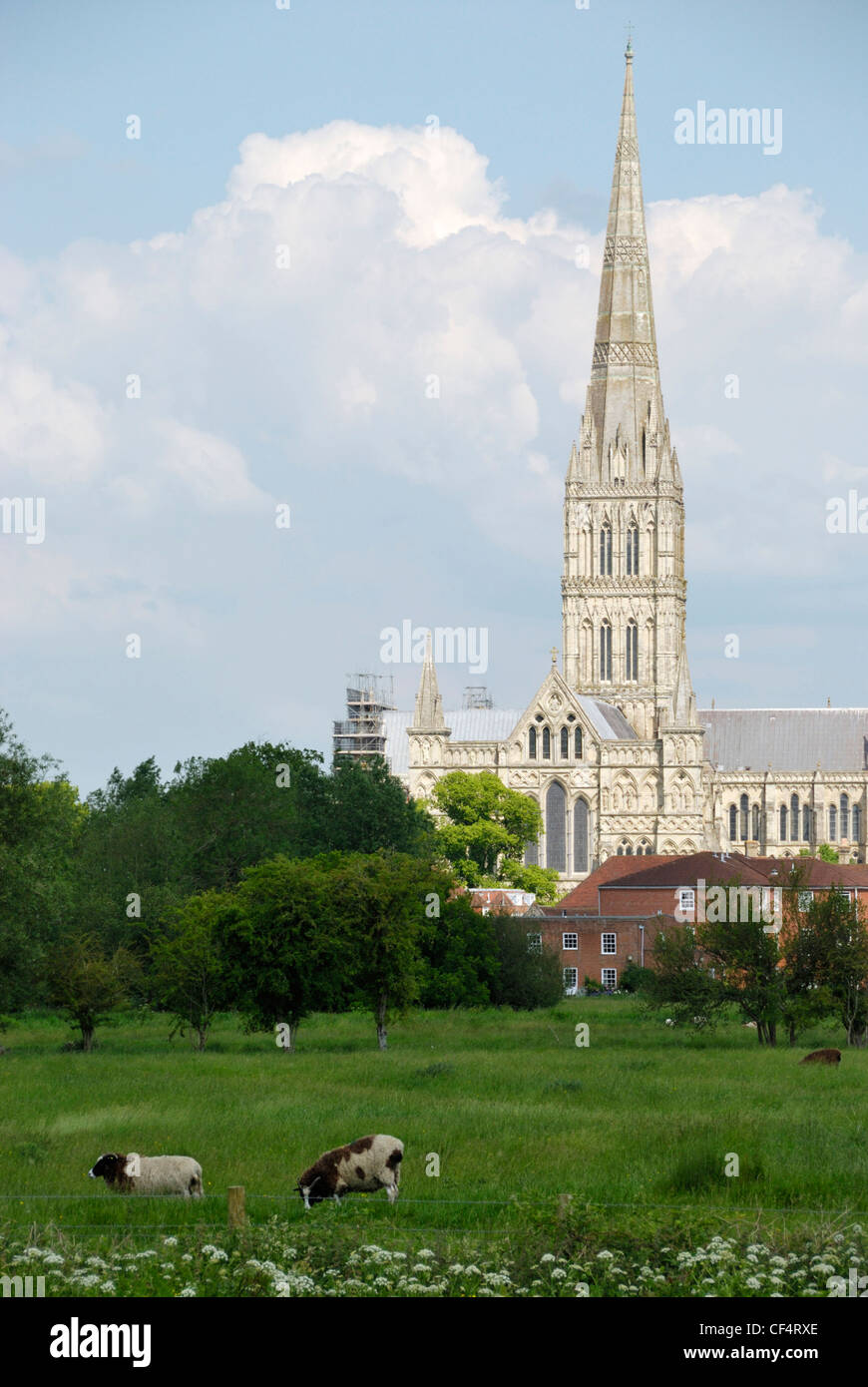 Salisbury Cathedral and Harnham Water Meadows. The cathedral has the tallest church spire in the United Kingdom. Stock Photo