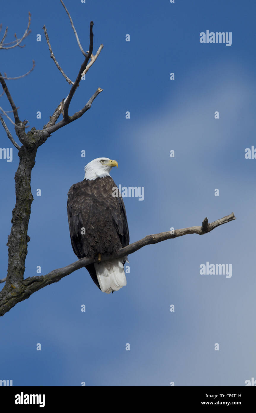 Roosting Bald Eagle Stock Photo - Alamy