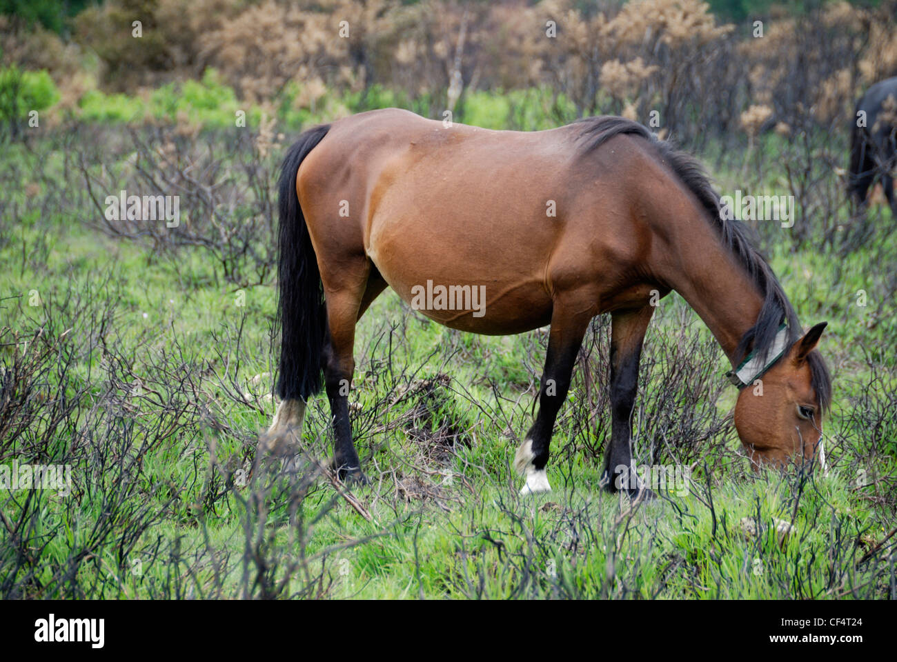 A pony grazing in the New Forest. New Forest ponies are indigenous to the area. Stock Photo