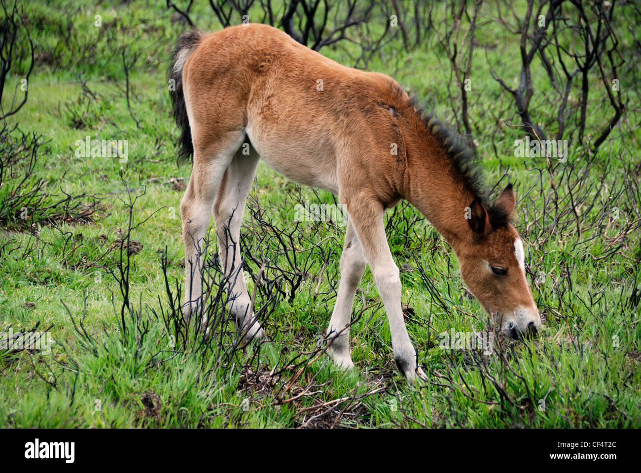 A foal grazing in the New Forest. New Forest ponies are indigenous to the area. Stock Photo