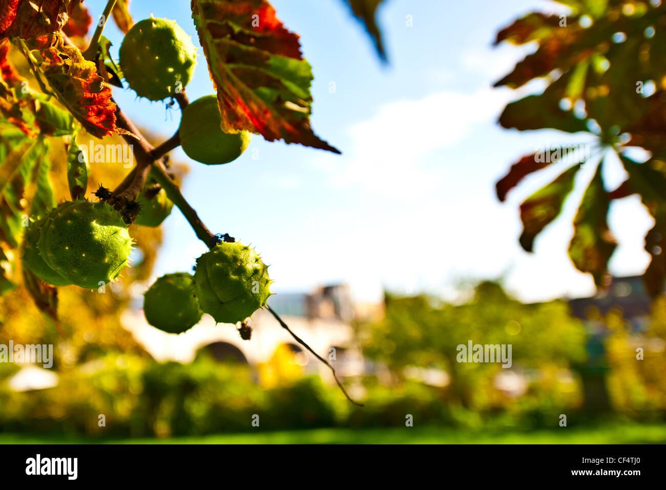 Conkers growing on a Horse Chestnut tree Stock Photo Alamy