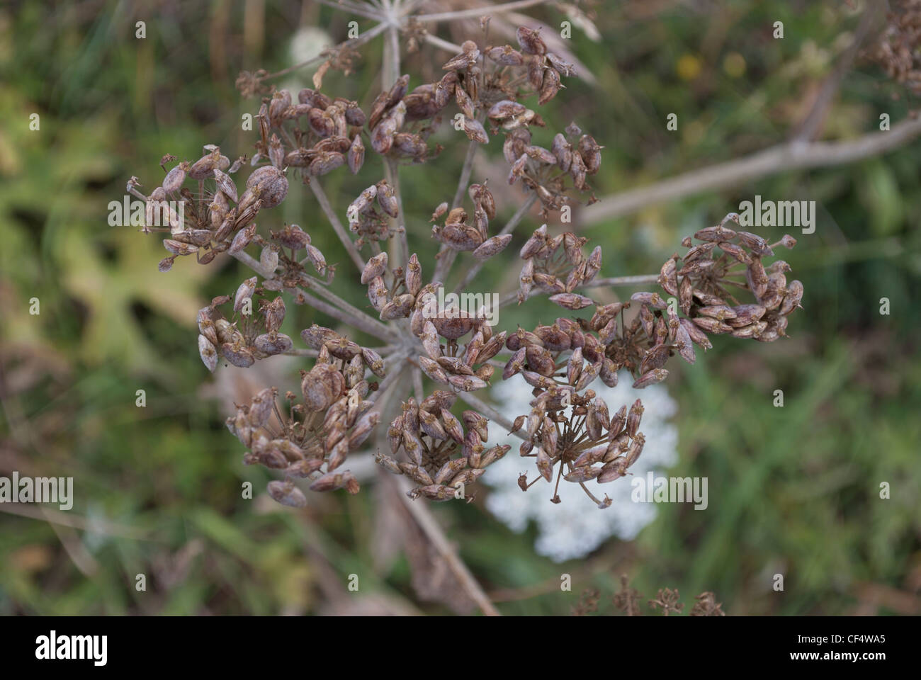 Cow Parsley seed heads Stock Photo Alamy