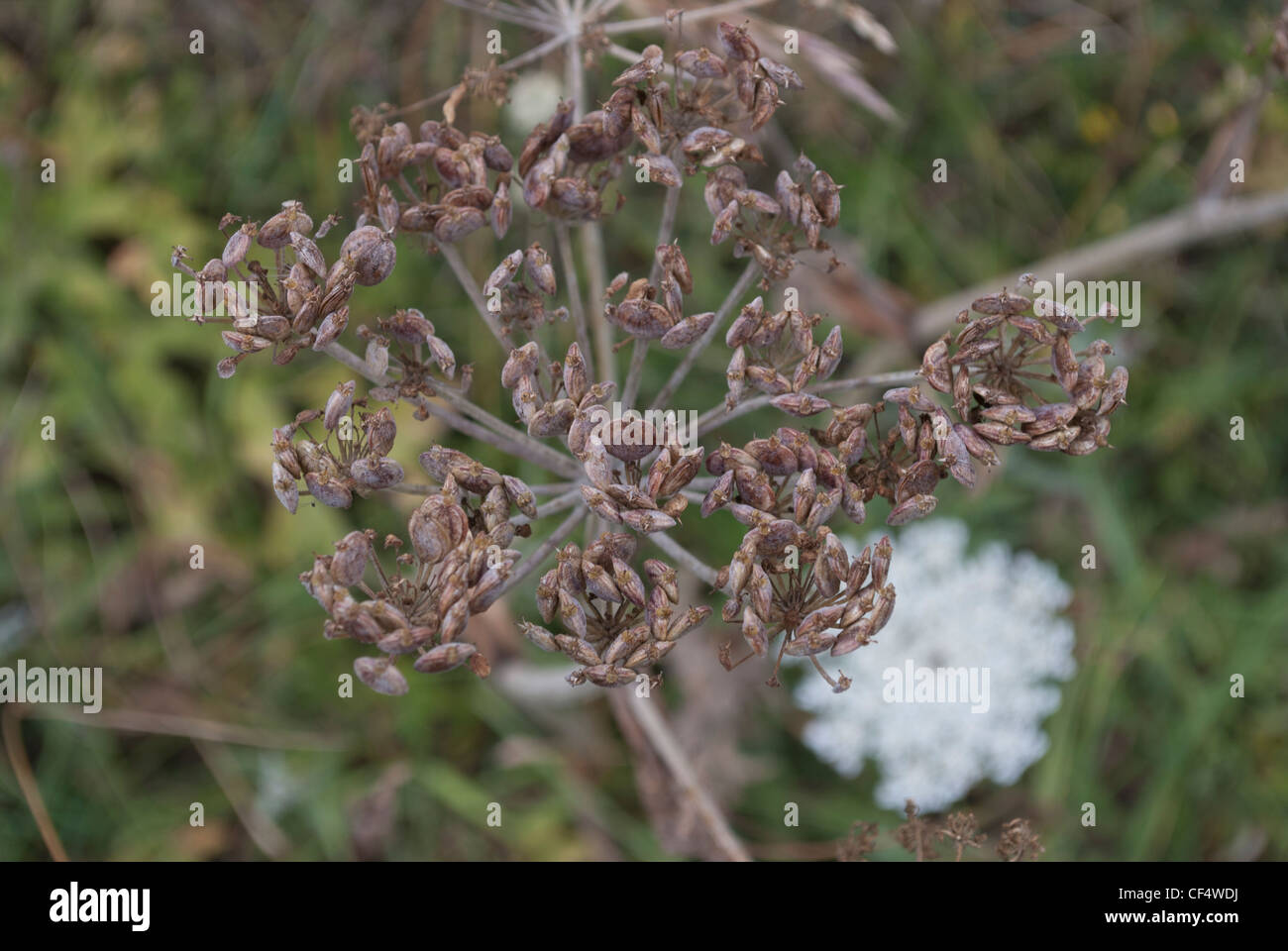Cow Parsley seed heads Stock Photo Alamy
