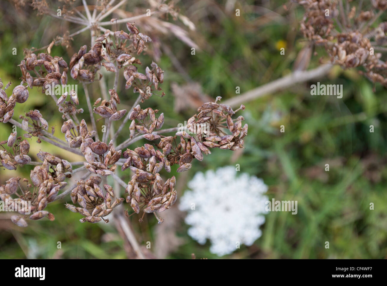 Cow Parsley seed heads Stock Photo Alamy